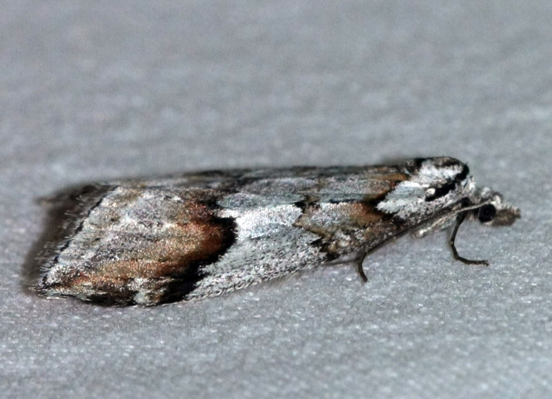 Identification  moth of dep. the Var in the south of France